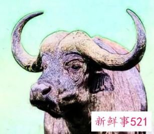 属牛幸运颜色属牛人永远最旺的颜色