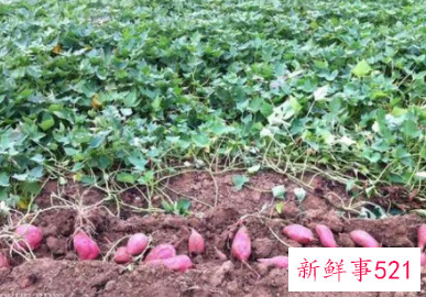 梦见坏红薯是什么意思