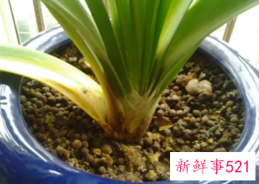 君子兰老叶子发黄是什么原因