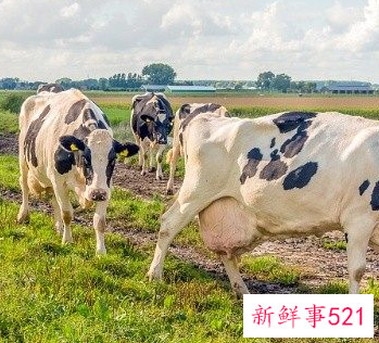 属牛的人命势如何