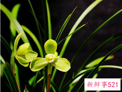 兰花开花了是好运吗