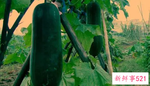 梦见大冬瓜是什么寓意