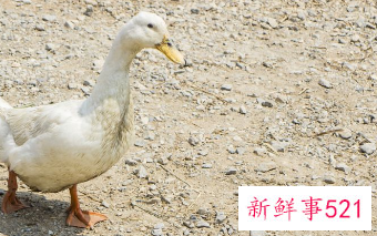 家常炖鸭子汤简单做法大全