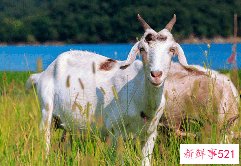 属羊男运势及运程