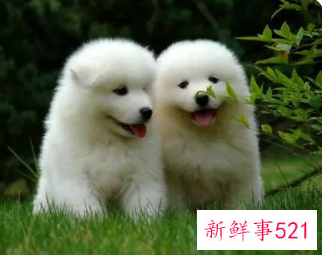 属狗女和闺蜜聚会都爱聊什么