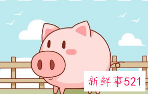 属猪人永远最旺的颜色和数字