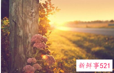 梦见年纪有什么征兆