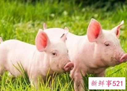 属猪女喜欢男人的表现