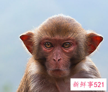 十二生肖属猴的命运