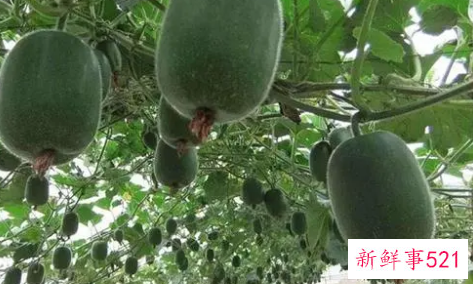 梦见大冬瓜是什么寓意