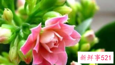 长寿花摆放禁忌