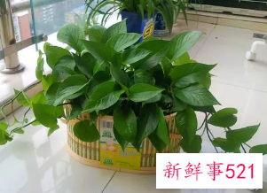 怎么把绿萝养成瀑布状