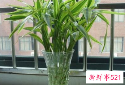 能带来好运的绿植