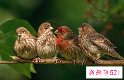 梦见一只小鸟是什么意思