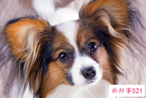 蝴蝶犬养护知识