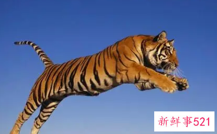 老虎摆件的寓意和象征