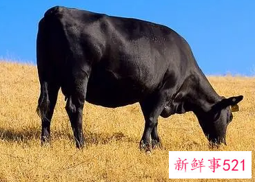 已婚女人梦见大黑牛