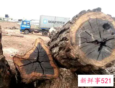 黑檀木的种类有哪些