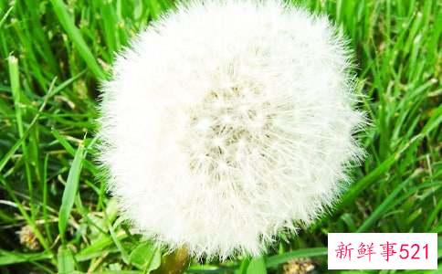 蒲公英的功效作用与禁忌