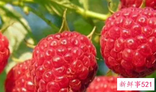 覆盆子和树莓的区别覆盆子的功效