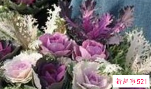 冬天室外冻不死的绿植有哪些