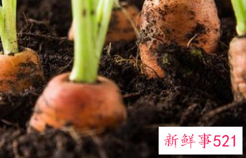 胡萝卜怎样保存