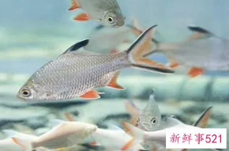 梦见别人吃鱼是什么意思呢