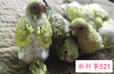 鹦鹉幼鸟如何照顾
