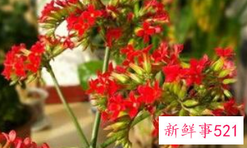 长寿花摆放禁忌