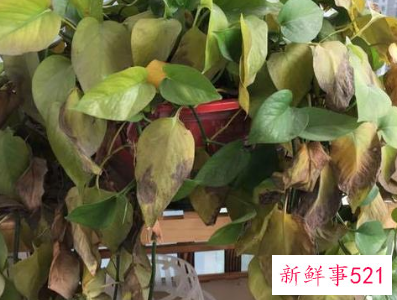 电视柜两旁植物禁忌