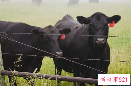 1949年属牛的人2022年运程详解