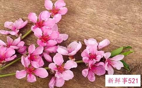 十二生肖桃花劫表