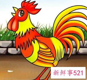 81年男鸡和81年女鸡结婚好吗