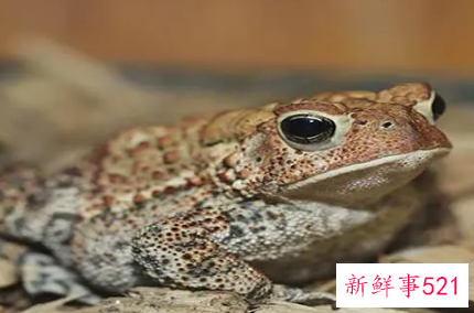 女人梦到癞蛤蟆预示着什么