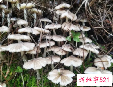 孕妇梦见鸡枞是什么意思