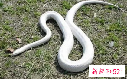 易经梦见蛇好不好