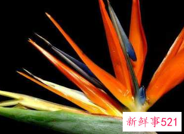 象征平等自由的花