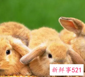 属兔带来好运的网名