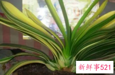 君子兰老叶子发黄是什么原因