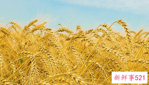 梦见稻谷黄了什么意思