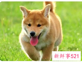 霸气又聚财的狗狗名字我家小狗