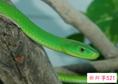 梦见青色的蛇追我