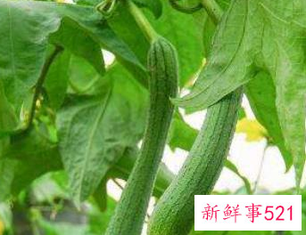 常见的蔬菜种类10种图片