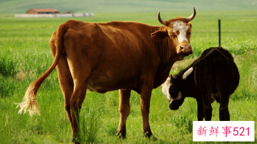 1949年属牛的人2022年运程详解