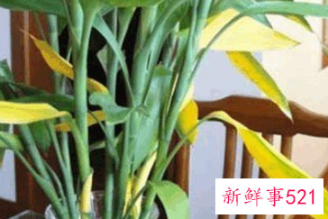 电视柜两旁植物禁忌