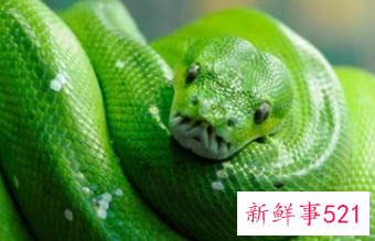 怎么抓住属蛇男的心