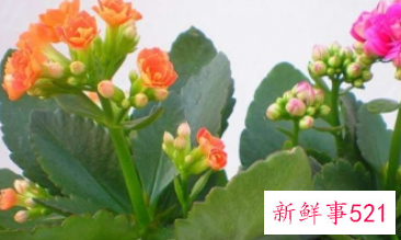 长寿花摆放禁忌