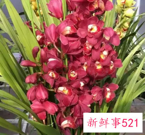 能带来好运的绿植