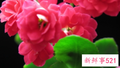 长寿花摆放禁忌