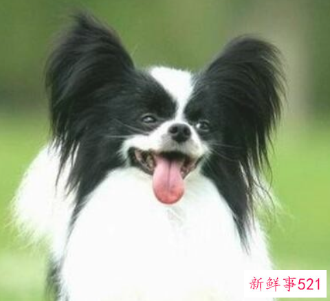 蝴蝶犬养护知识